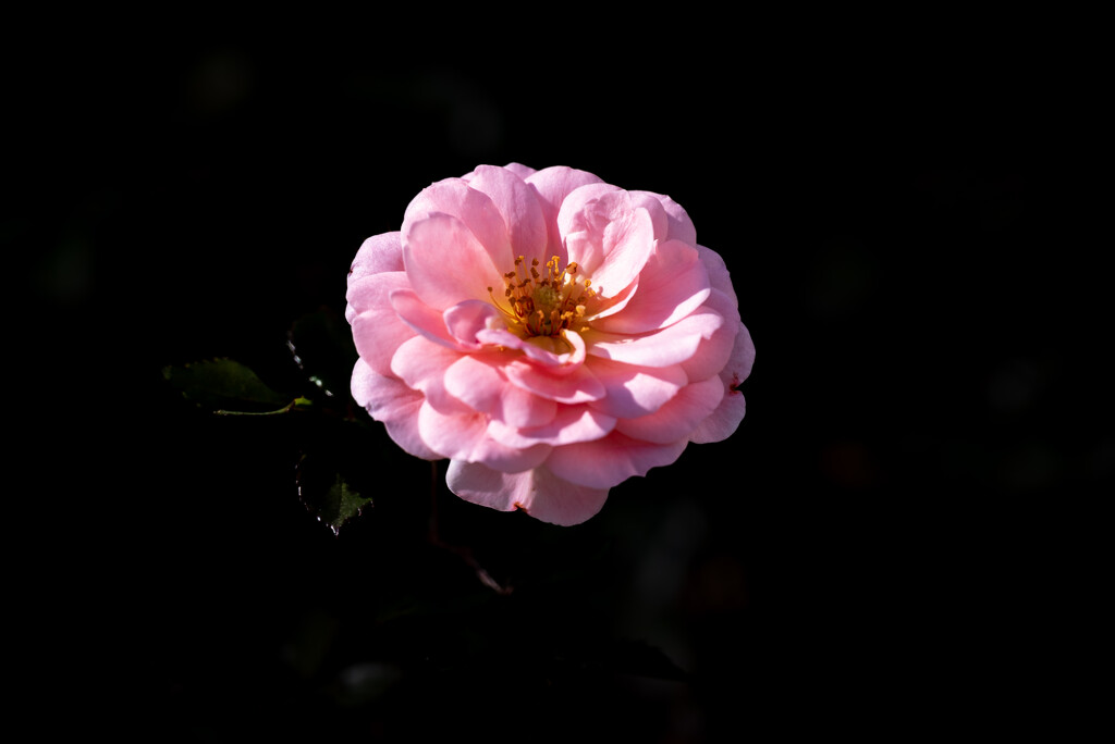 Pink rose by mdaskin