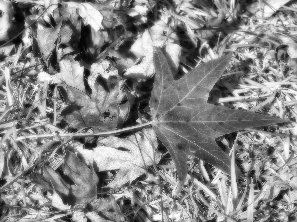 Leaf litter... by marlboromaam