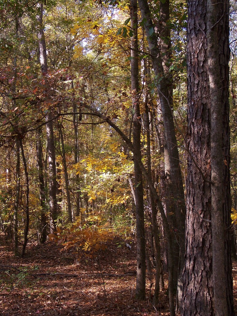 Autumn woods 1... by marlboromaam