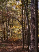 12th Nov 2022 - Autumn woods 1...