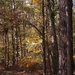 Autumn woods 1... by marlboromaam
