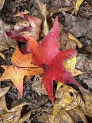 4th Nov 2022 - Leaves on Hiking Trail