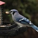 Blue Jays love their Peanuts by radiogirl