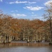 LHG_8209_cypress trees from picnic area dockside  by rontu