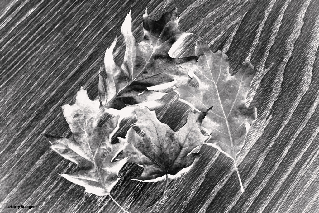 Fall leaves still life half tone by larrysphotos