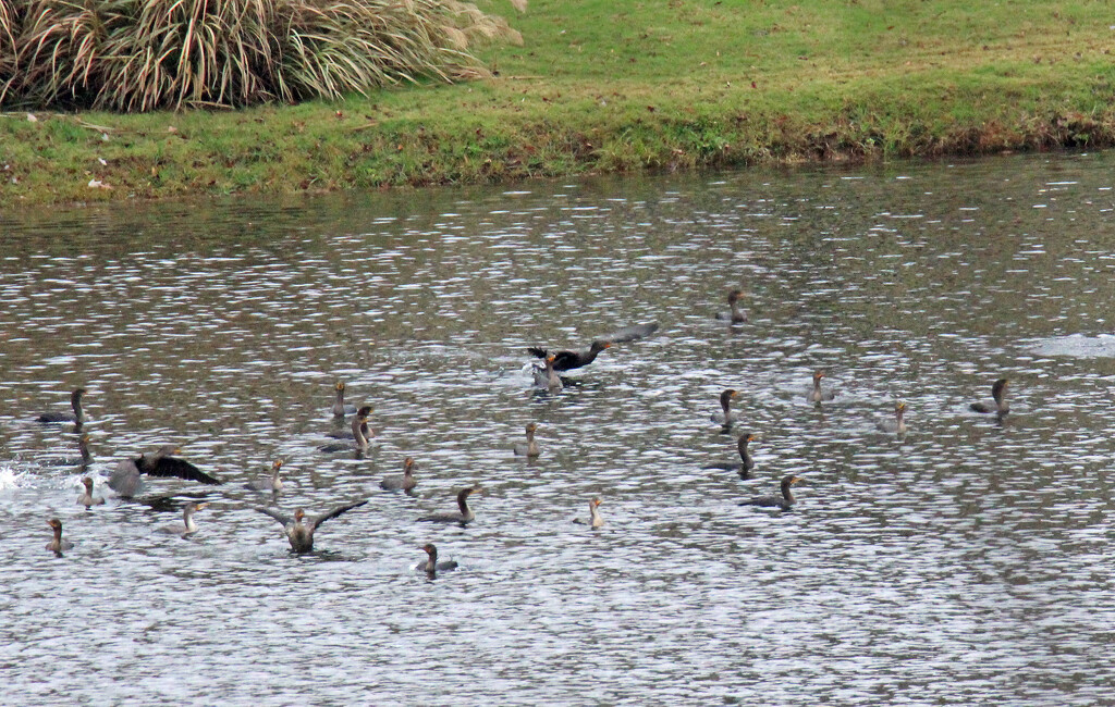 Nov 11 Flock Cormorants IMG_8099A by georgegailmcdowellcom