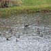 Nov 11 Flock Cormorants IMG_8099A by georgegailmcdowellcom