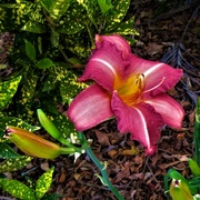 12th Nov 2022 -   Another Beautiful Day Lily ~ 
