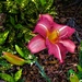   Another Beautiful Day Lily ~  by happysnaps