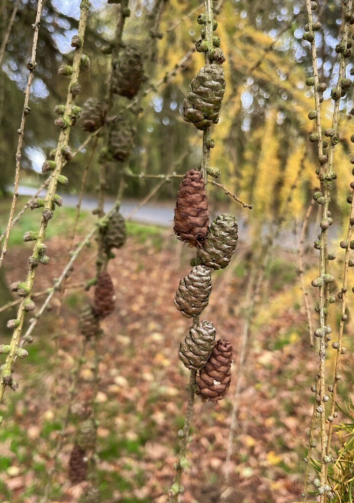 Larch cones by pattyblue