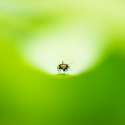 12th Nov 2022 - Tiny Tiny Bug
