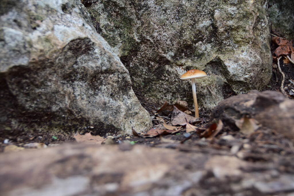 Lone mushroom in the rock by matsaleh