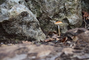 10th Nov 2022 - Lone mushroom in the rock