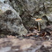 Lone mushroom in the rock