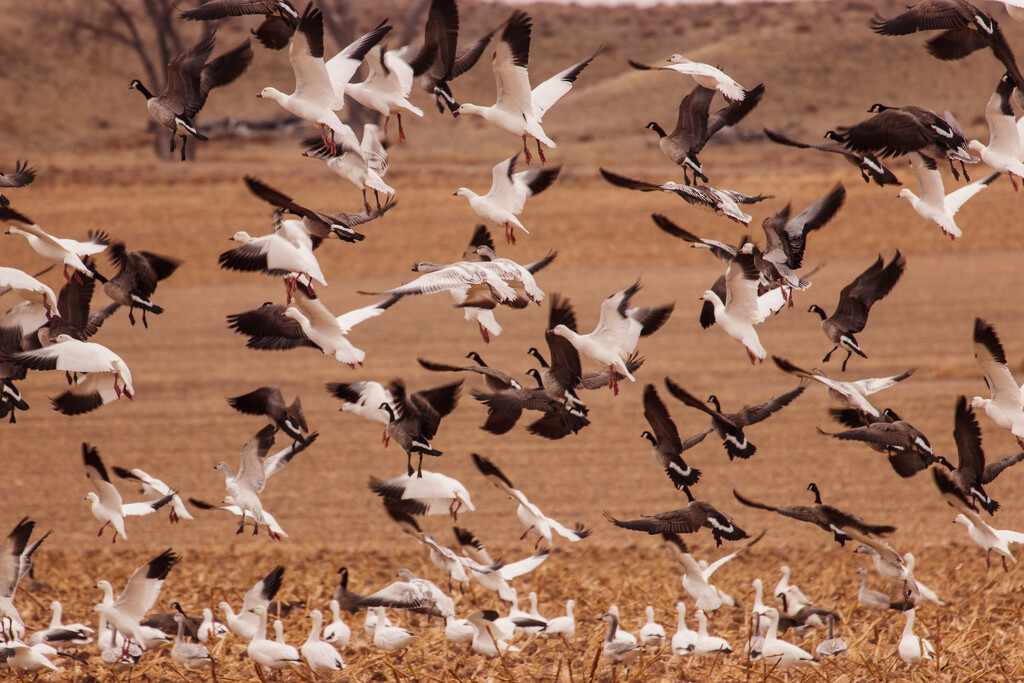 snow geese by aecasey