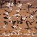 snow geese by aecasey