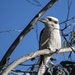 Kookaburra sits in the old Gumtree by kgolab