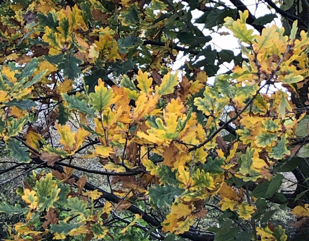 Autumn Leaves by arkensiel