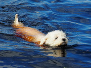 13th Nov 2022 - Meg having a swim in the Coca Cola lake showing the reddish brown from the peat and natural tannins 