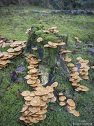 12th Nov 2022 - Tree stump with mushrooms....