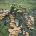 Tree stump with mushrooms.... by helstor365
