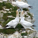  Gannets at Bemptom Cliffs  by judithdeacon