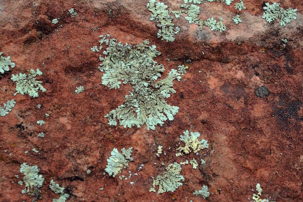 lichen by blueberry1222