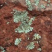 lichen by blueberry1222