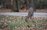 12th Nov 2022 - A deer