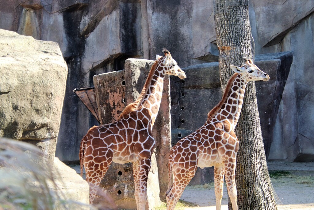 Baby Giraffes  by randy23