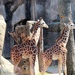 Baby Giraffes  by randy23