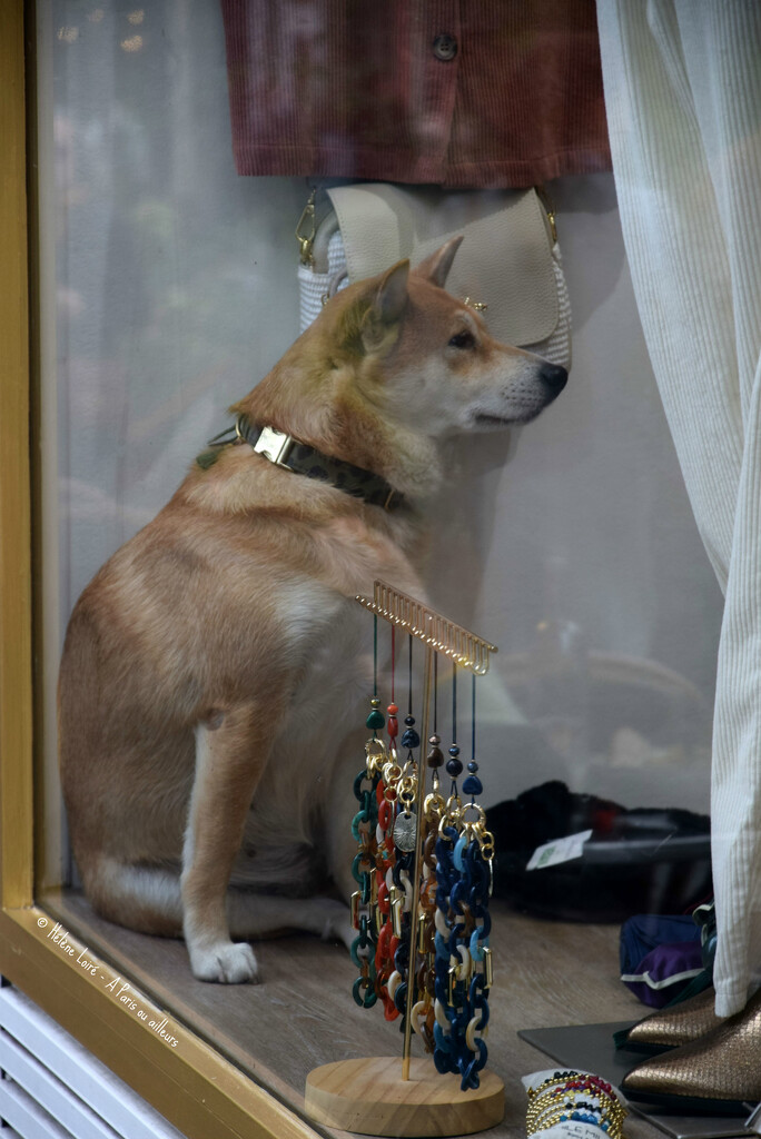 Dog in a window shop by parisouailleurs