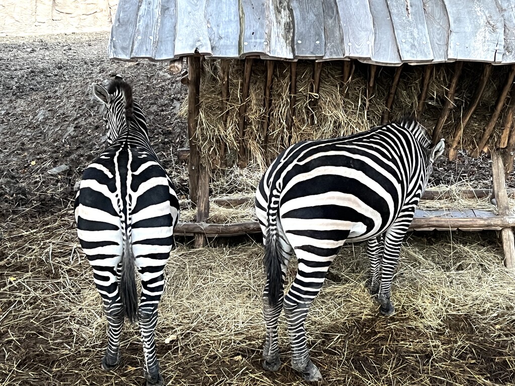 Zebras at the Zoo by rensala