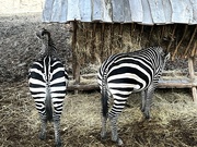 12th Nov 2022 - Zebras at the Zoo
