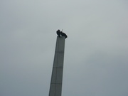 12th Nov 2022 - Two Vultures on Tower 