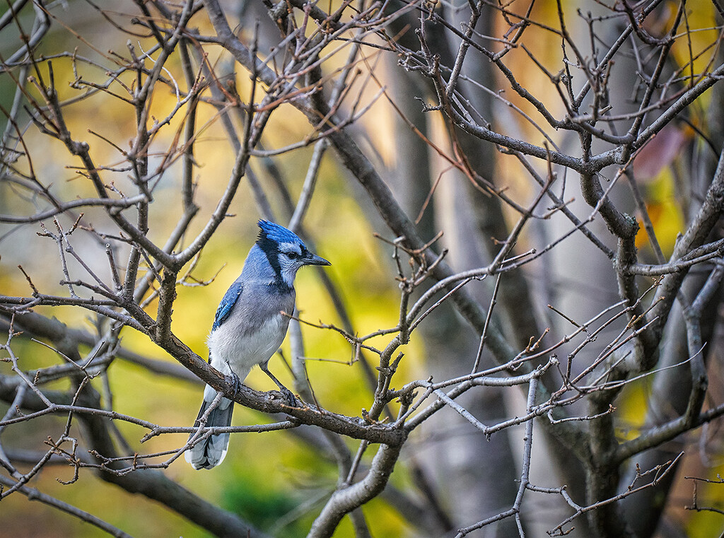 Bluejay in Branches by gardencat