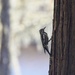 LHG_8007_woodpecker on cypress