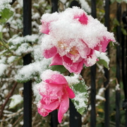 12th Nov 2022 - Roses In The Snow