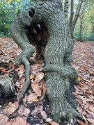 9th Nov 2022 - Is it an octopus? How do trees do this?