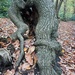 Is it an octopus? How do trees do this? by 365jgh