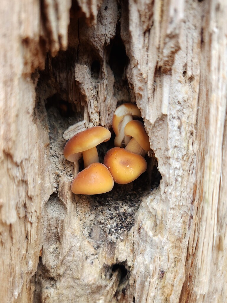 Hidden fungi by ljmanning