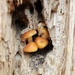 Hidden fungi by ljmanning