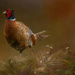 Painterly Pheasant by yorkshirekiwi
