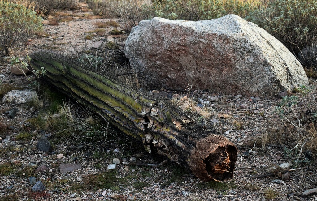 Fallen Saguaro by sandlily