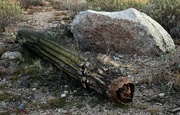 12th Nov 2022 - Fallen Saguaro