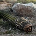 Fallen Saguaro by sandlily