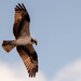 Osprey Fly Over! by rickster549