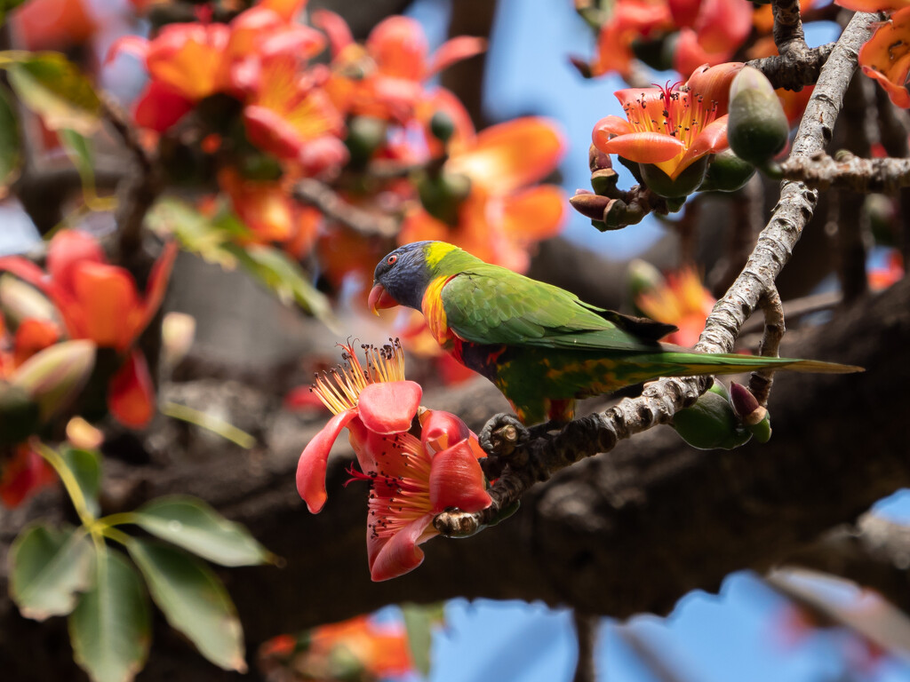 Rainbow Lorikeet Parrot by gosia