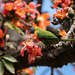 Rainbow Lorikeet Parrot by gosia