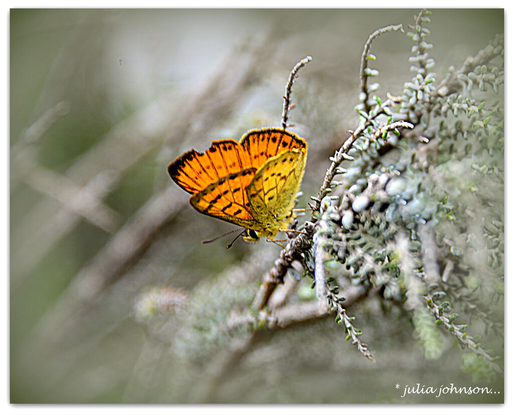 Rauparaha Copper Butterfly by julzmaioro